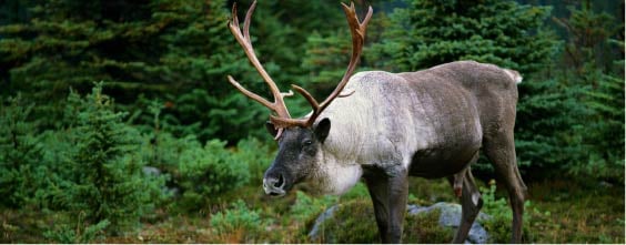 050-Boreal-Caribou-Thumbnail