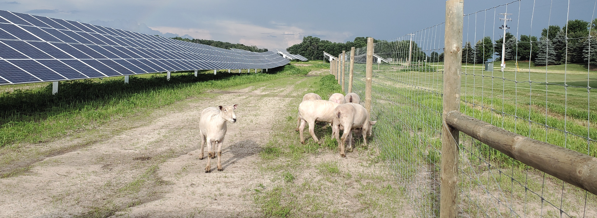 bnr-solar-sheep-sustainable-method-pollinators
