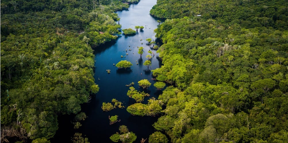 img-biodiversity-rainforest (4)