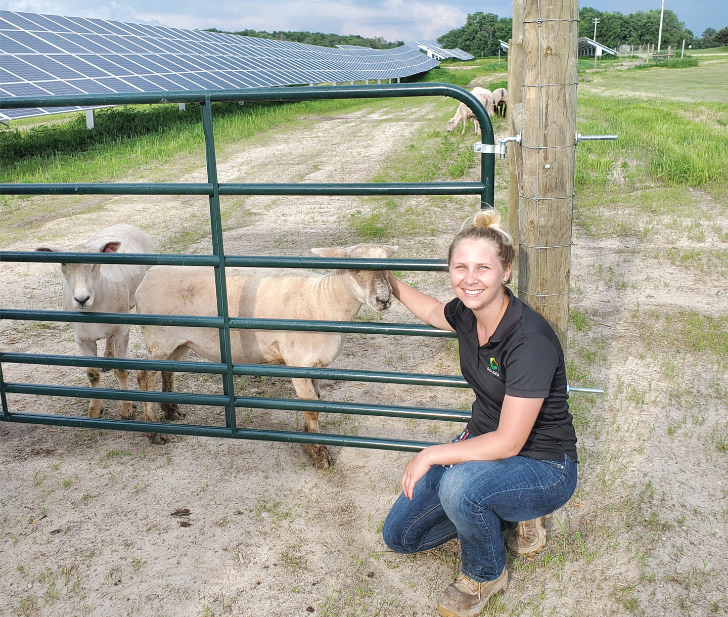 img-solar-sheep-alyssa-olson-sheep-gate