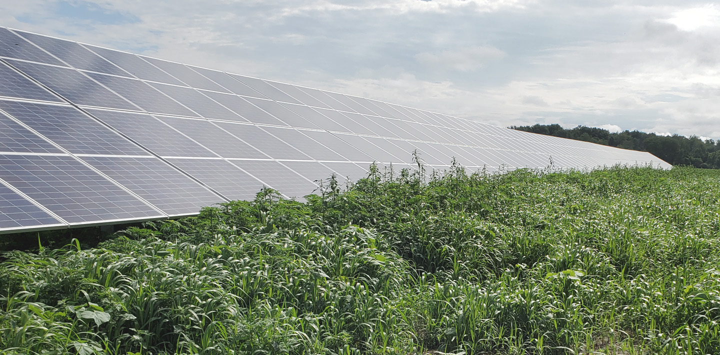 img-solar-sheep-array-native-grass