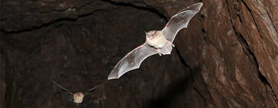 mine environmental, bat surveys