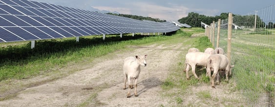thn-solar-sheep-sustainable-method-pollinators