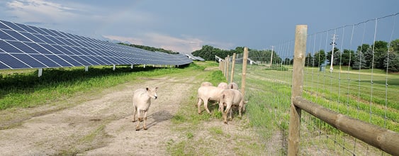 thn-solar-sheep