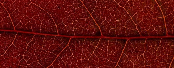 thn-macro-background-color-autumn-dry-leaf-2