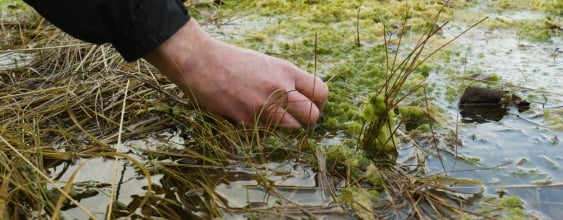 thumbnail-nature-based-solutions