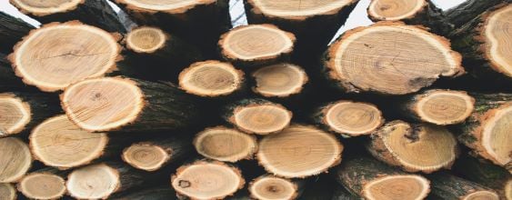 timber thumbnail
