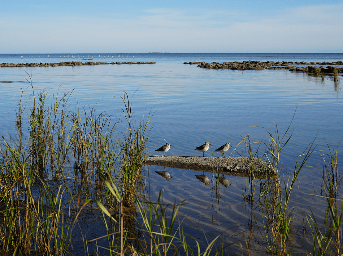 img-Franklin-98 Living Shorelines 2